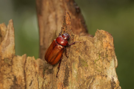 beetle on a tree trunk in the forest, closeup of photoの写真素材