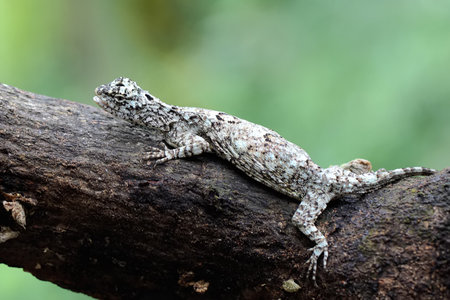 Close up view of a lizard on a tree in the forest.
