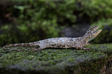 Close-up of a lizard on a mossy tree trunk.の写真素材