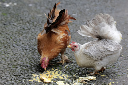 chickens on the street in the village, closeup of photo