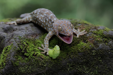 Gecko (Eublepharis macularius) on a rockの写真素材