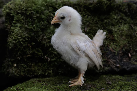 little baby chicken on green moss background,chicken farm,animal