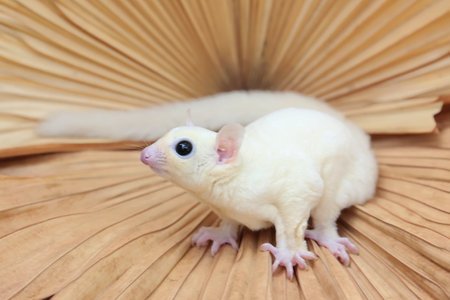 White sugar glider on a palm leaf. Animal in the nature.の写真素材