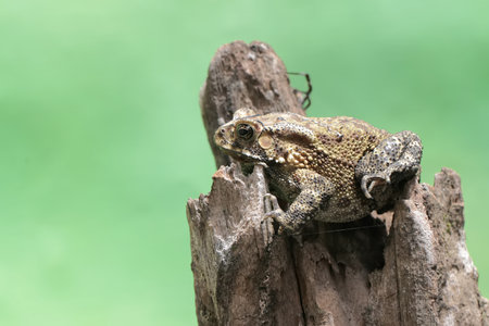 Common toad (Bufo bufo) on a logの写真素材