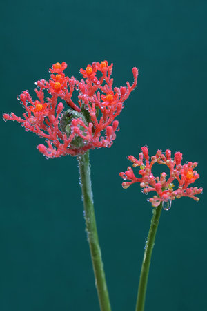 red flower with water droplets on the petals and green backgroundの写真素材