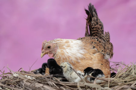 chicken with newborn chickens in the nest on a pink background.の写真素材