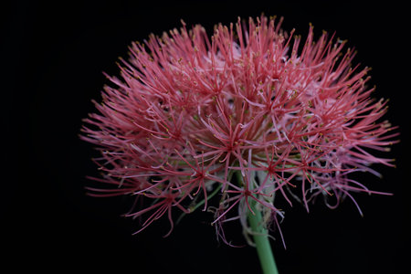 Red spider lily flower on black background. (Callistemon radiata)