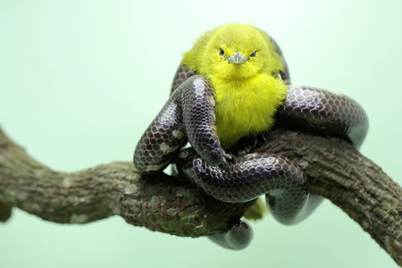 Yellow and black snake on a tree branch with green backgroundの写真素材