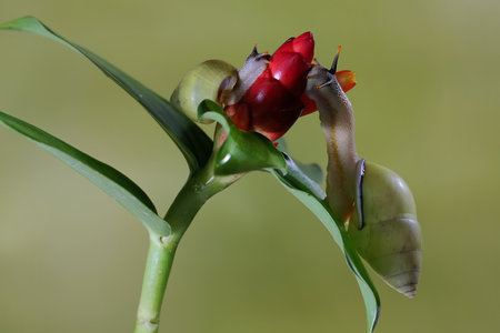 Bromeliads, Spain.