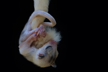 Close up of a baby sugar glider isolated on black background.の写真素材