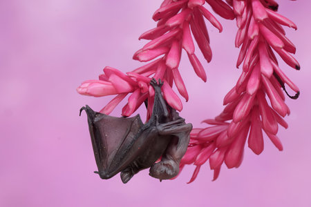 Bat hanging on a pink flower in the rainforest of Costa Ricaの写真素材