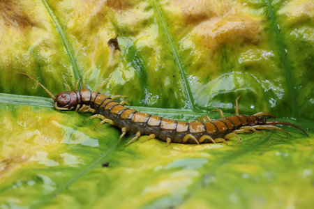 Centipede on a green leaf. Centipede on a leaf.