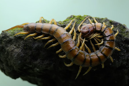 close up of centipede on a stone in the rainforest