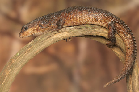 Close-up of a lizard on a branch in the forest.の写真素材