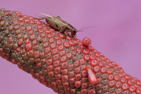 Insect on the stem of a plant in the family Lycoperdonidaeの写真素材