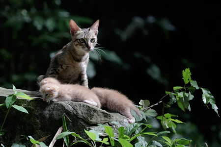 Cat sitting on the rock in the garden at night, Thailand.