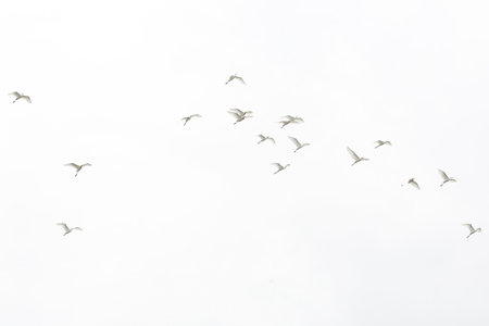 flock of birds flying in the skyの写真素材