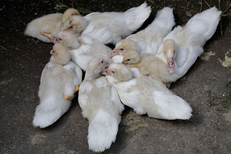 Cute ducklings on the farm. White ducklings on the farm.