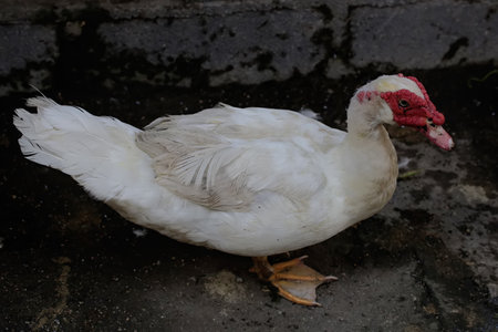 White duck on the street in the village, closeup of photoの写真素材