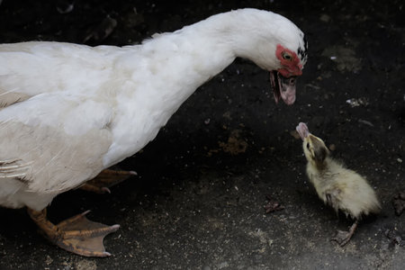 Duck with duckling in the farmyard, close upの写真素材