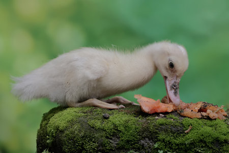 A muscovy duck eating a ripe papaya that fell on a rock overgrown with moss. This duck has the scientific name Cairina moschata.の写真素材