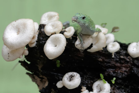Green lizard on a tree with white mushrooms in the background.の写真素材