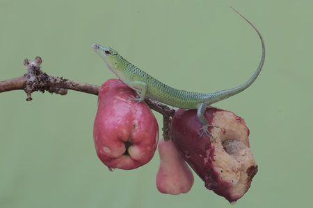 A green lizard is sunbathing on a branch.