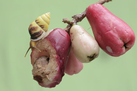 snail on the rose apple,tropical fruit of Thailand.の写真素材