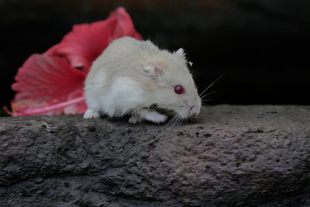 White mouse sitting on a rock with red hibiscus flowerの写真素材