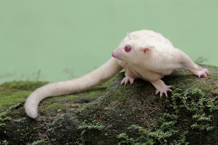 Sugar glider on the rock, Petaurus brevicepsの写真素材