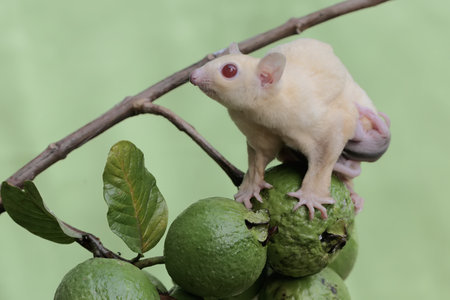 A mother sugar glider was looking for food in the guava fruit collection while holding two babies in her stomach pouch. This mammal has the scientific name Petaurus breviceps.の写真素材