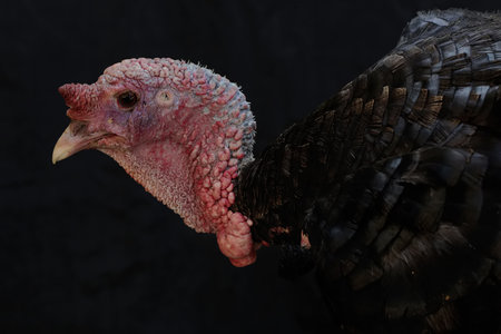 The dashing and muscular face of a male turkey. This animal commonly cultivated by humans has the scientific name Meleagris gallopavo.の写真素材