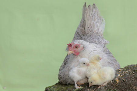 An adult hen resting with her chicks. This animal has the scientific name Gallus gallus domesticus.の写真素材