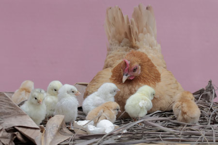 An adult hen resting with her chicks. This animal has the scientific name Gallus gallus domesticus.の写真素材
