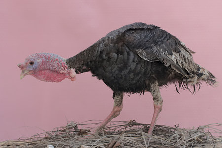 The dashing and muscular face of a male turkey. This animal commonly cultivated by humans has the scientific name Meleagris gallopavo.の写真素材