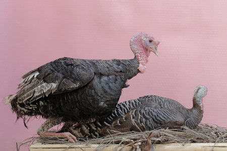 A pair of adult turkeys ready to mate in their nest. This animal is commonly cultivated by humans with the scientific name Meleagris gallopavo.の写真素材