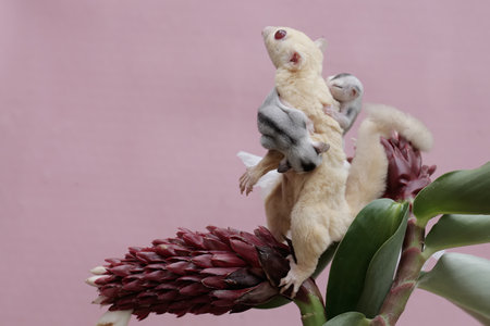 An albino sugar glider mother was looking for food at the Cheilocostus speciosus flower while...