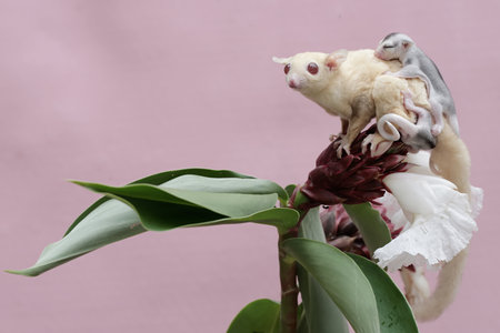 An albino sugar glider mother was looking for food at the Cheilocostus speciosus flower while holding her two babies. This mammal has the scientific name Petaurus breviceps.の写真素材