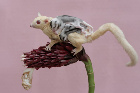 An albino sugar glider mother was looking for food at the Cheilocostus speciosus flower while...