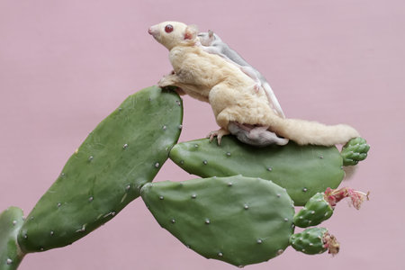 A mother albino sugar glider was looking for food on a flowering cactus while holding her two babies. This mammal has the scientific name Petaurus breviceps.の写真素材