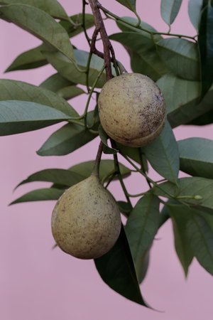 Young nutmegs are pale yellow in color. This useful fruit for spices has the scientific name Myristica fragrans.の写真素材