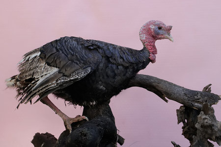 Turkey on a perch with a pink background, close-up