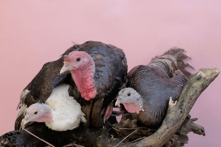 Two female turkeys and a male turkey are perched on a dry tree trunk. This animal is commonly...