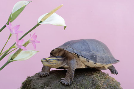 An Amboina Box Turtle or Southeast Asian Box Turtle is basking on a rock by the river. This shelled reptile has the scientific name Coura amboinensis.の写真素材
