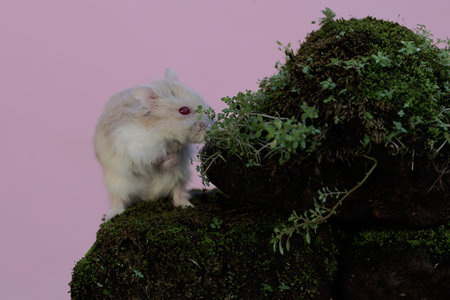 Hamster on a rock with moss and lichen on a pink backgroundの写真素材