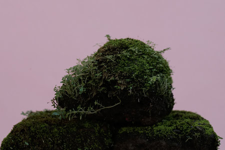 Green moss on the rock. Isolated on a pink background.の写真素材