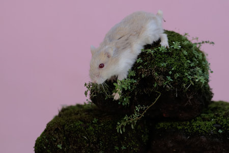 A Campbell dwarf hamster is looking for food on a rock overgrown with moss. This rodent has the scientific name Phodopus campbelli.の写真素材