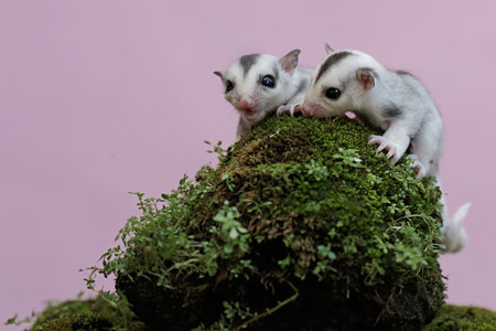 Two baby sugar gliders are resting on a rock overgrown with moss. This marsupial mammal has the scientific name Petaurus breviceps.の写真素材