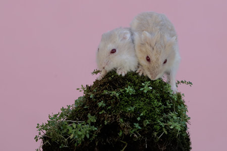 Two Campbell dwarf hamster is looking for food on a rock overgrown with moss. This rodent has the...