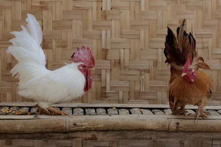 Two adult roosters fight over territory. Animals that are cultivated for their meat have the scientific name Gallus gallus domesticus.の写真素材